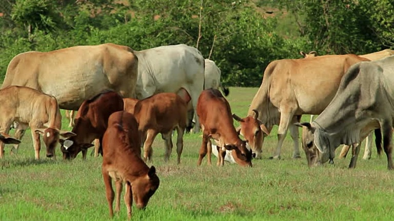 Desi Cow As An Asset Class Desi Cows For Better India